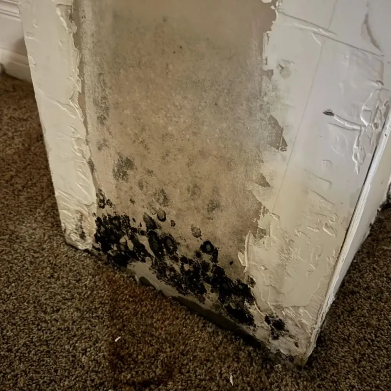 Professional Mold Removal in Whitman, MA